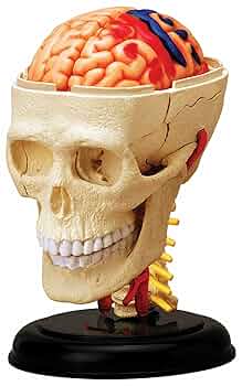【貴重•美品】A Manual of Cranial Technique 貴重•美品】A Manual of Cranial Technique 貴重•美品】A Manual of